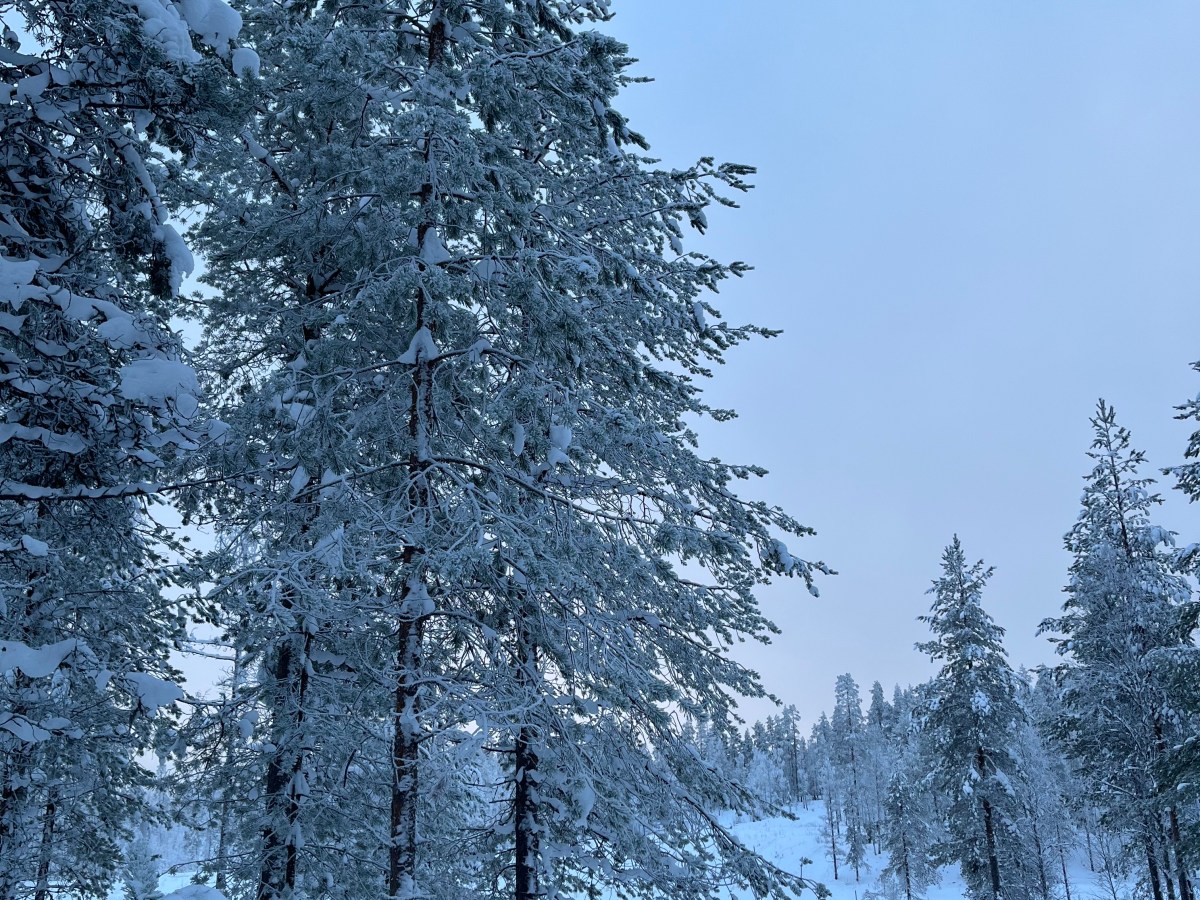 Toinen vuosikurssi taisteluharjoituksessa